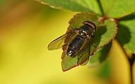 Hoverfly (Cheilosia variabilis)